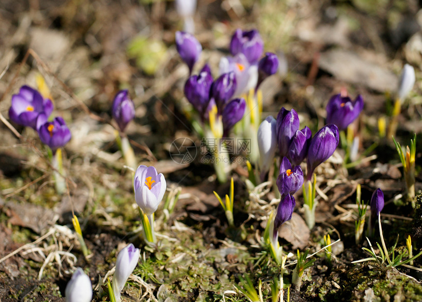 早春先锋紫色晴天园艺花朵植物群植物红花植物学地面图片