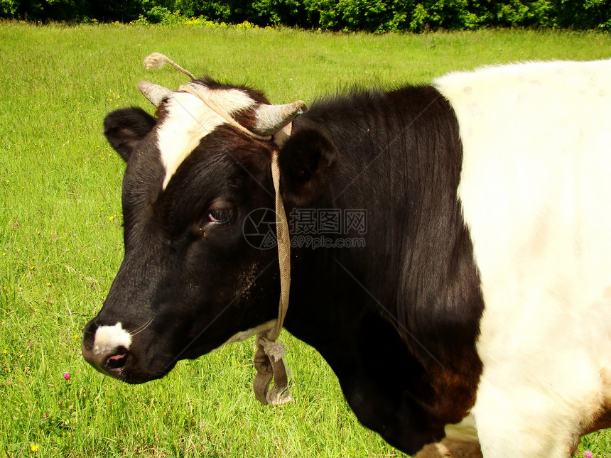 奶牛农业食物岩石白色动物草地国家牧场天空蓝色图片