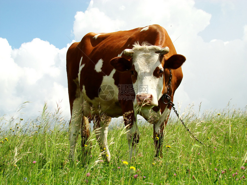 奶牛动物牛奶岩石食物耳朵哺乳动物农场天空蓝色农业图片