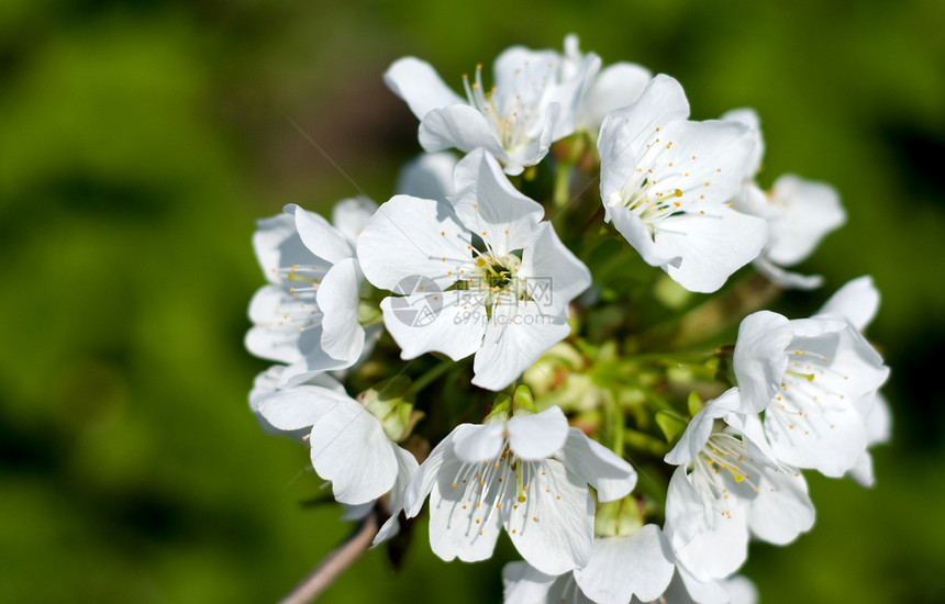 鲜花分支宏观香气季节花瓣场地果园公园生长植物学花园图片