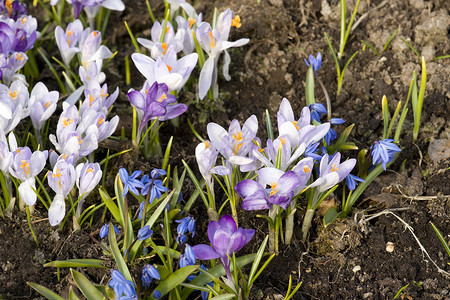 闪光的植物地面蓝色植物学花瓣紫色红花晴天园艺雌蕊背景图片