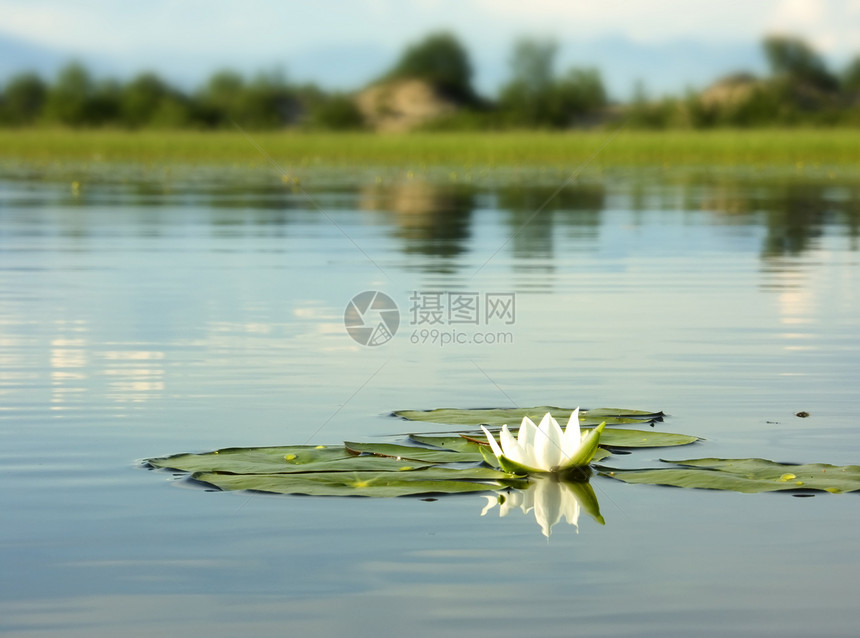 水百里叶子宏观阳光花粉池塘场景植物花园花瓣雌蕊图片