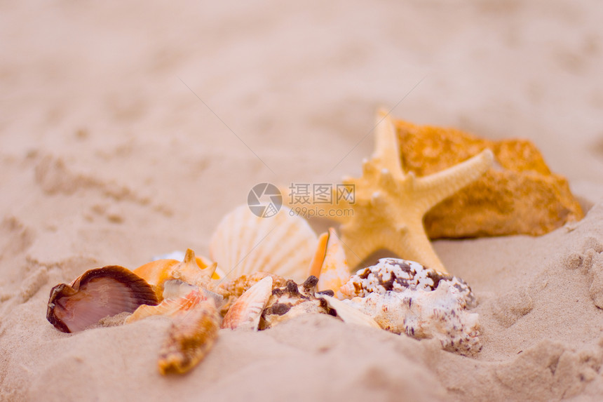 水星和贝壳冒险生活热带海洋假期海滩贝类气候收藏海星图片