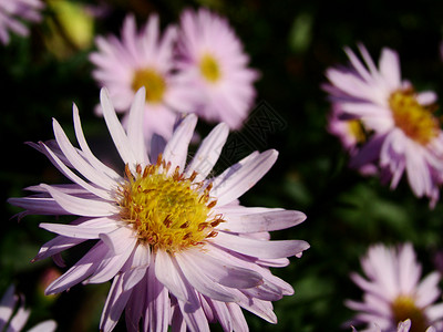 粉红飞鸟花园植物群粉色紫色乡村植物背景图片