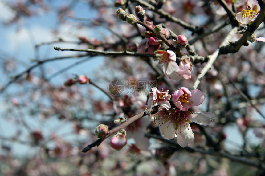 杏仁树公园生长叶子生活新娘植物群蓝色樱花花园生态图片