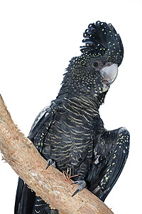 女红球黑鹰爪鸟类雨林翅膀羽毛女性鹦鹉热带黑色白色热带雨林背景图片