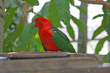 男性 澳大利亚王鹦鹉热带树木蓝色绿色国王羽毛翅膀热带雨林多叶鸟类背景图片