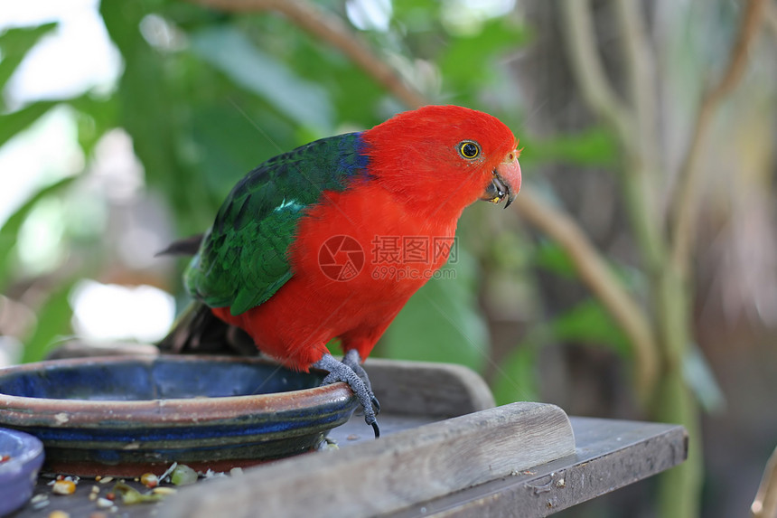 男性 澳大利亚王鹦鹉羽毛树叶翅膀绿色叶子红色鸟类蓝色森林肩胛肌图片