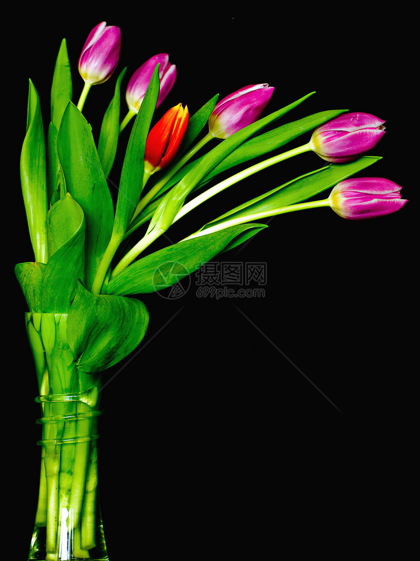 图利页快乐花瓣礼物植物群风格生活情感装饰花束郁金香图片