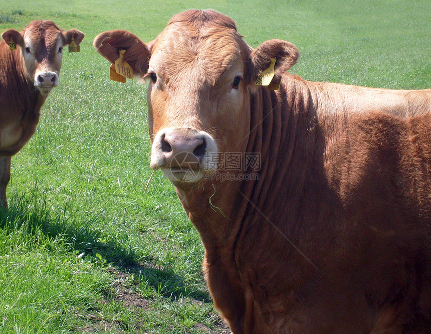 棕牛肉牛的肖像哺乳动物牛科棕色农业动物农村家畜场地乡村野生动物图片