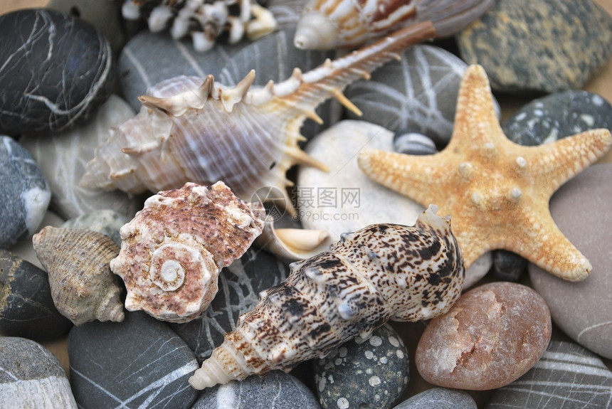 仍然活在有贝壳的生活中光泽度卵石石头海洋动物贝类图片