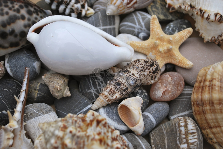 仍然活在有贝壳的生活中石头动物海洋贝类卵石光泽度图片