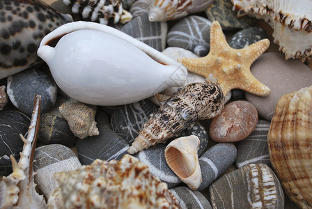 仍然活在有贝壳的生活中石头动物海洋贝类卵石光泽度背景图片