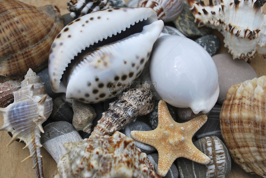 仍然活在有贝壳的生活中海洋光泽度卵石动物石头贝类图片