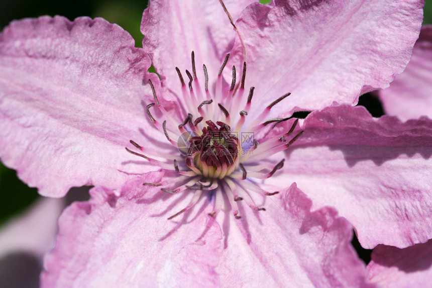 粉红心心粉色宏观登山者中心植物群雄蕊图片