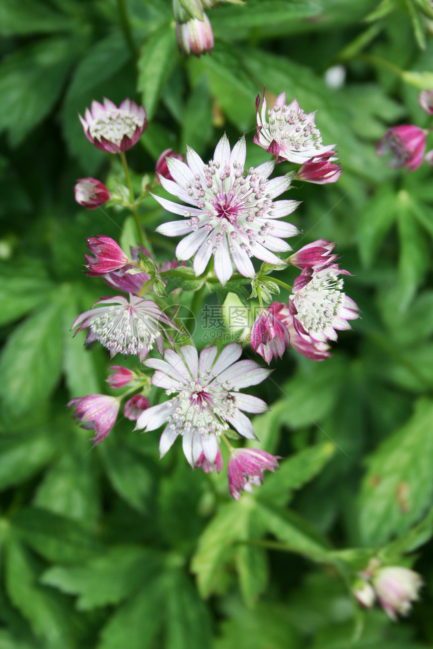 阿斯特兰提亚花园粉色绿色红宝石花瓣雄蕊草本植物群白色图片