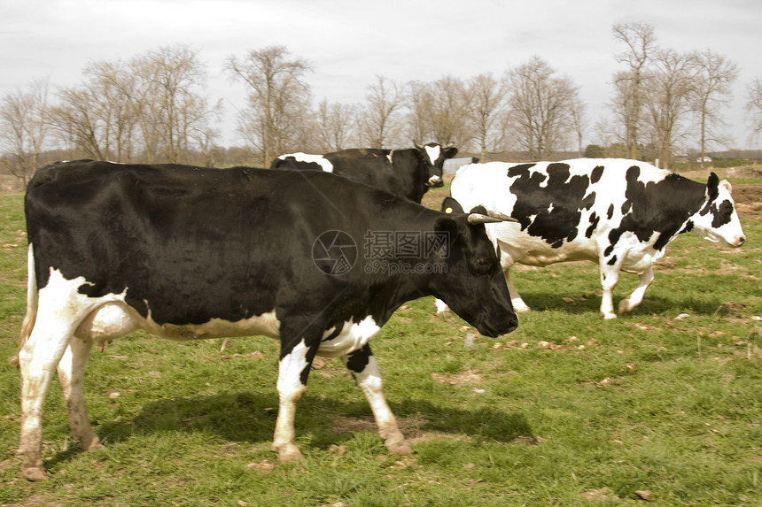 威斯康星州Holstein奶牛图片