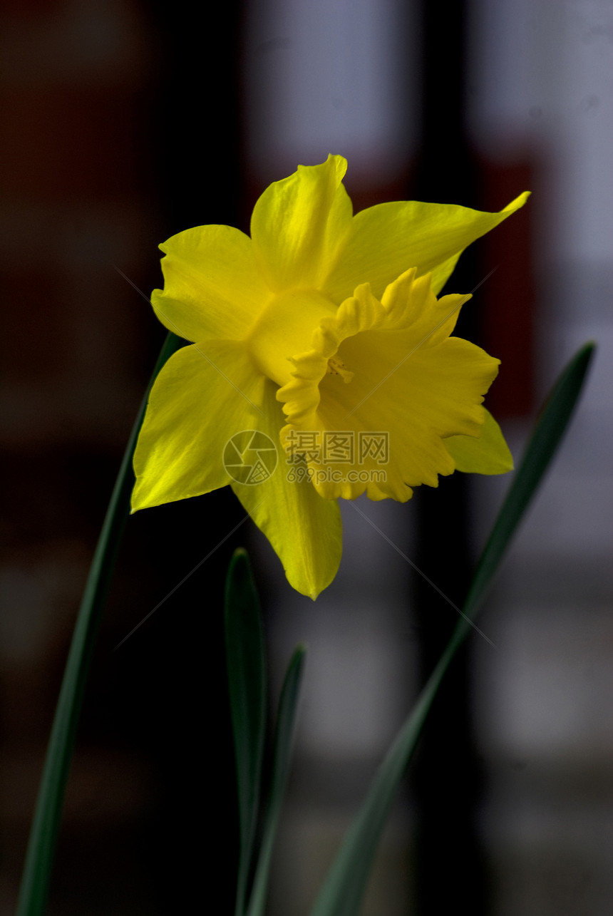 花园里的黄色水仙花图片