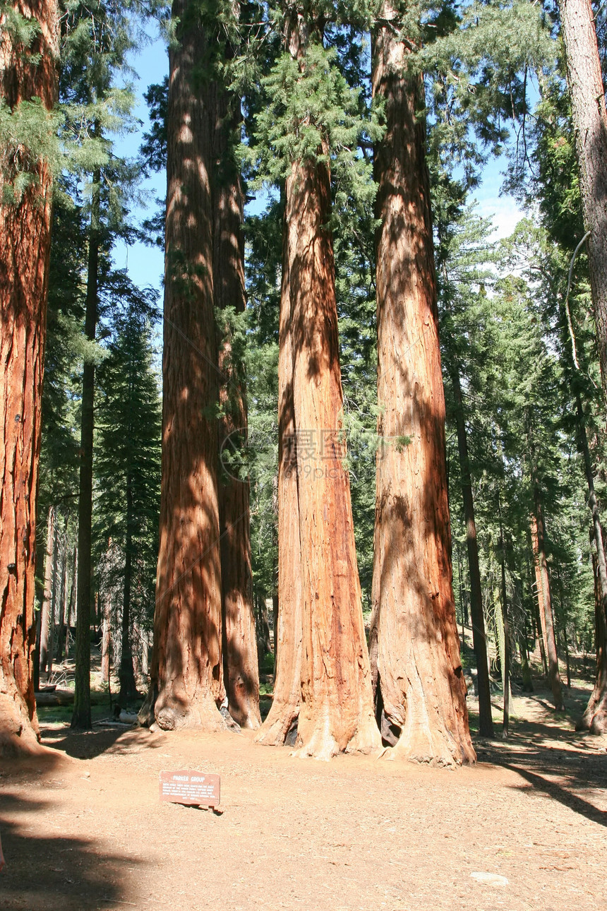 塞夸亚国家公园生物学家国家丛林荒野步道树木红杉地标植物纪念碑图片