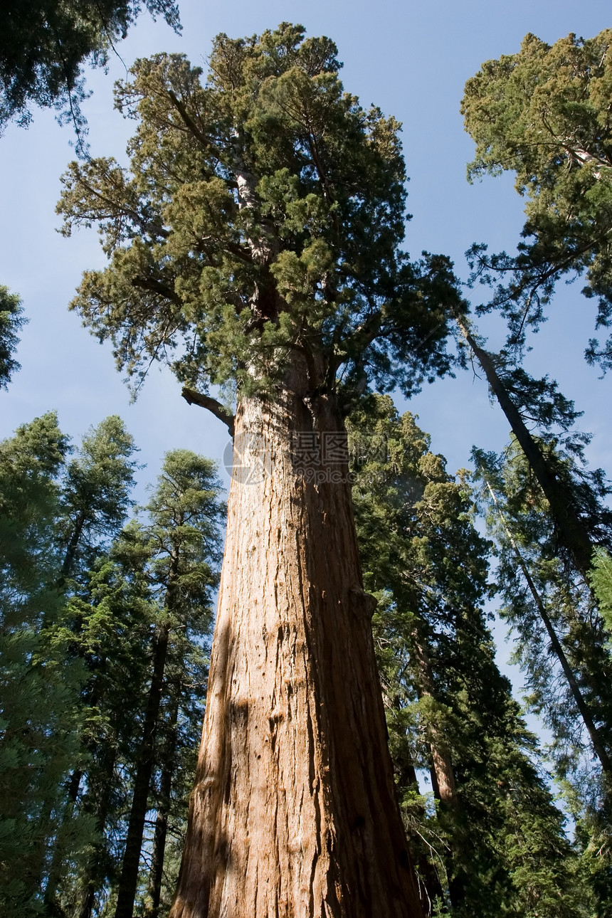 塞夸亚国家公园纪念碑地标衬套生物学家树木踪迹植物群树林旅行生态图片