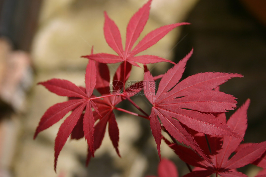 日月叶植物群叶子墙纸手指灌木花园树叶植物公园红色图片