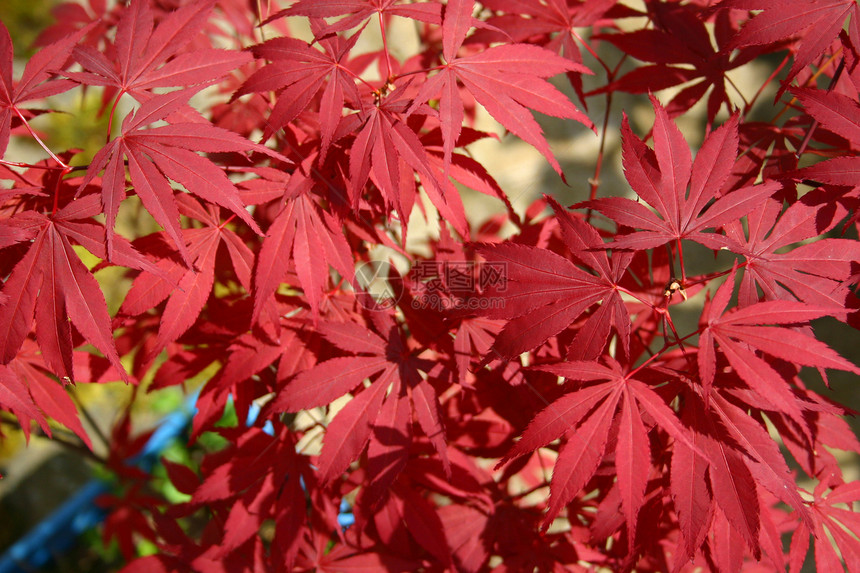 日月叶树叶花园公园植物红色灌木叶子纹理植物群手指图片