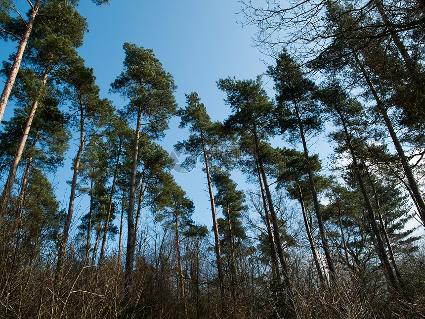 长树背景荒野环境天空缠绕木材生长活力阳光太阳远足图片