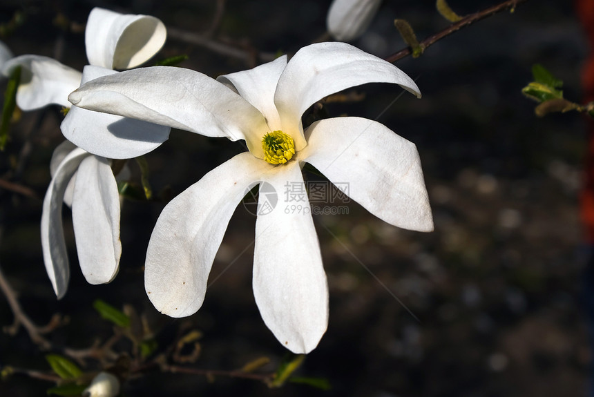 木兰花花开始植物园新生活公园落叶深色白花乔木时间空闲图片