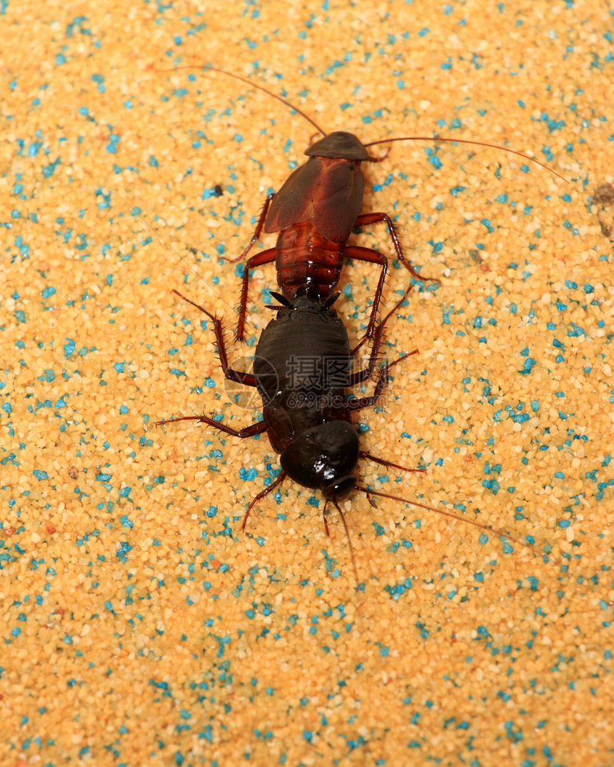 蟑螂的对等家庭红色昆虫性别瞳孔黄色爪子小胡子图片