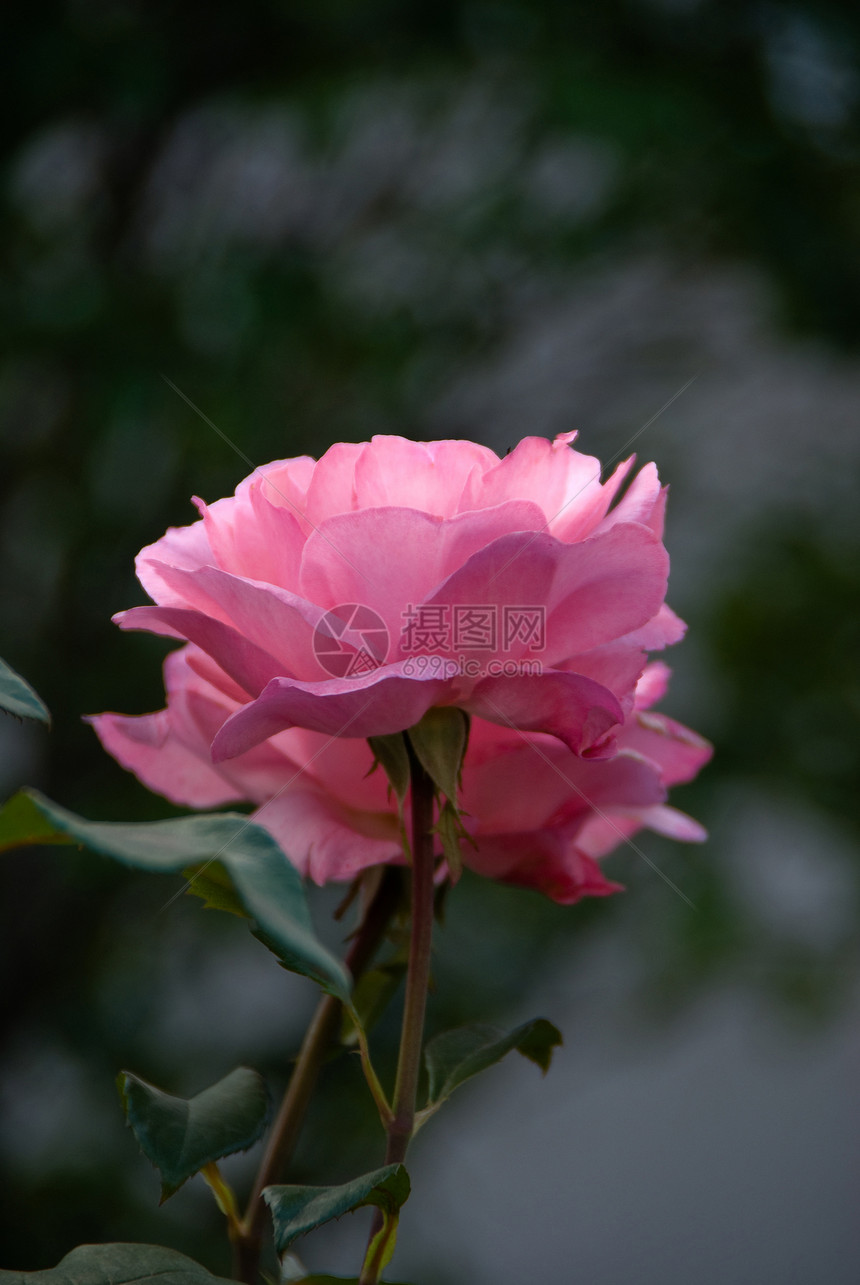 玫瑰花园装饰品气味形状花坛花束女王图片