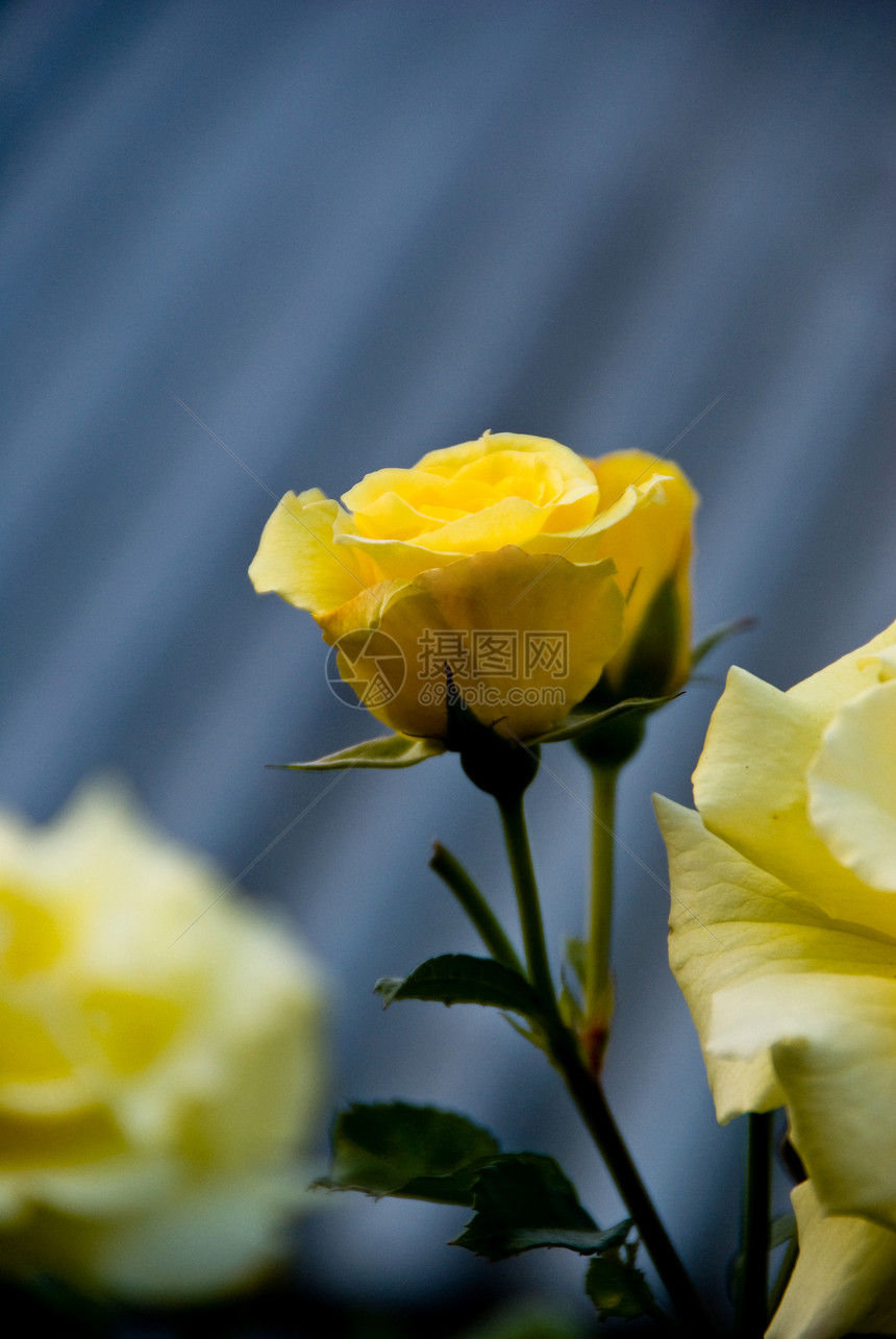 黄玫瑰装饰品花坛花束黄色花园气味图片