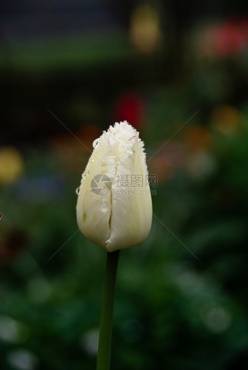 白色郁金白花坛魅力装饰花束绿色图片