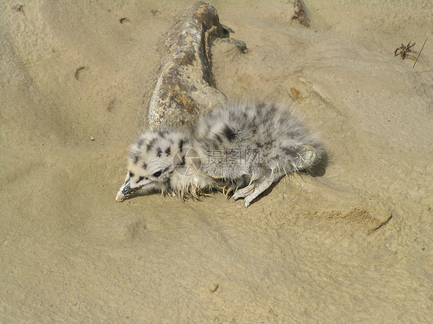 婴儿鸟幼鸟新一代羽毛地球海岸青年年轻人野性图片