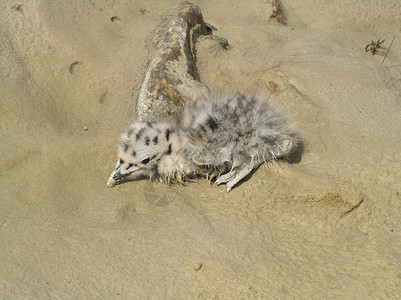 婴儿鸟幼鸟新一代羽毛地球海岸青年年轻人野性高清图片