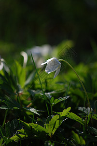 白色的花植物绿色背景图片