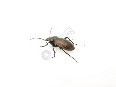 白色紫色地面甲虫背景图片