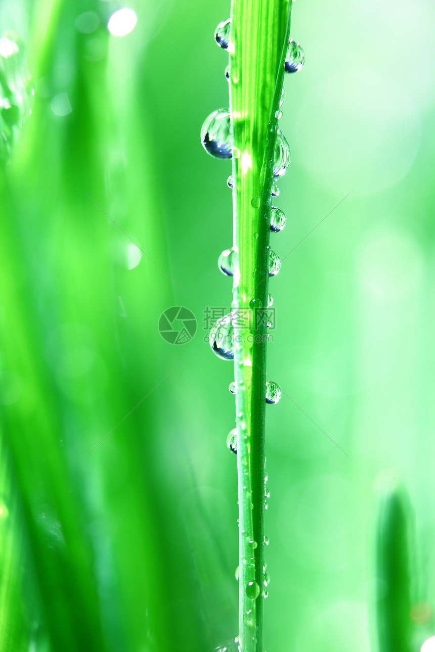 绿草地水滴反射液体阳光树叶生长背景叶子植物环境图片
