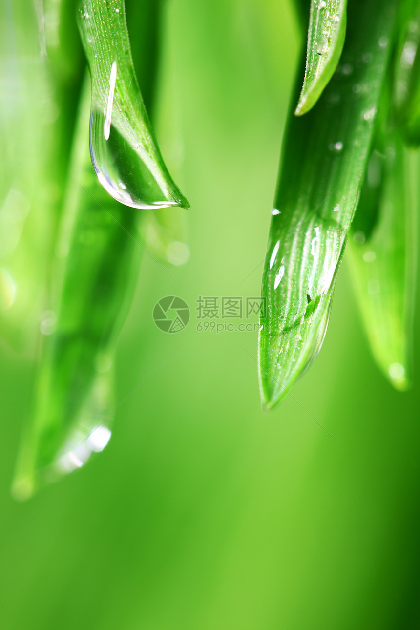 大水滴环境雨滴气候刀刃反射花园叶子植物阳光草本植物图片