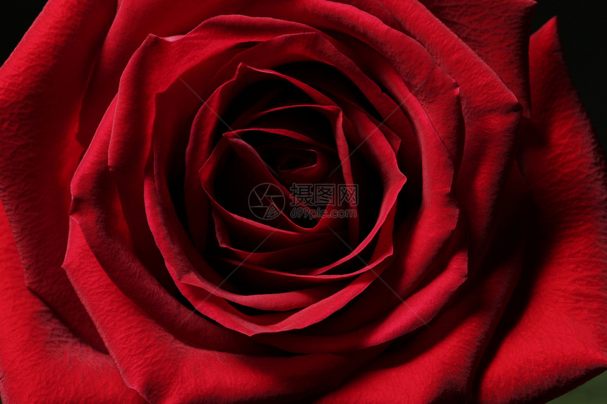 单身红玫瑰生日纪念日宏观白色礼物周年玫瑰季节花瓣婚礼图片