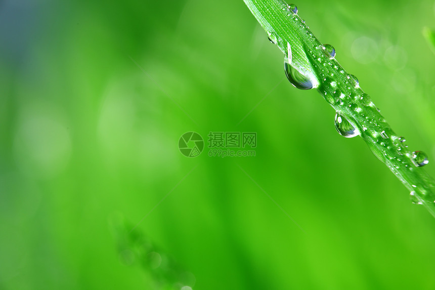 大水滴草地刀刃草本植物树叶反射叶子生长环境宏观雨滴图片