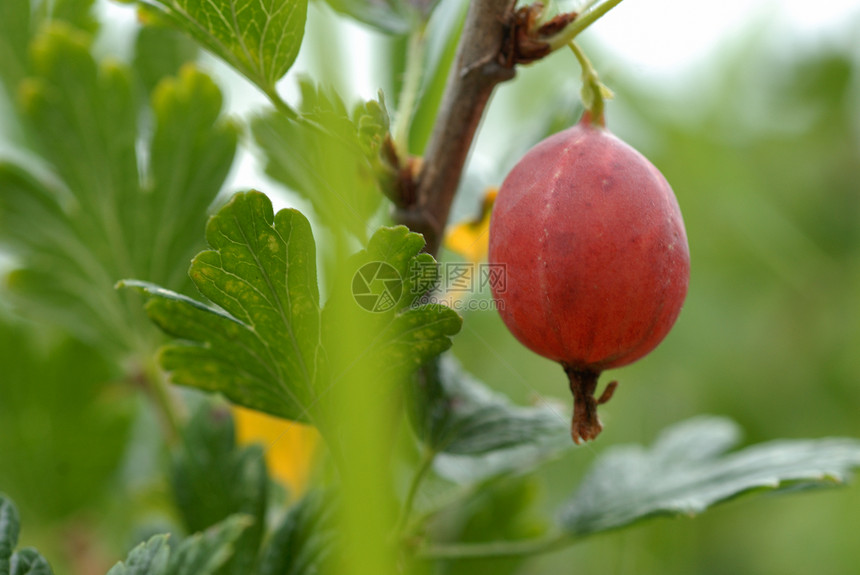 鹅莓浆果多刺红色花园衬套灌木图片