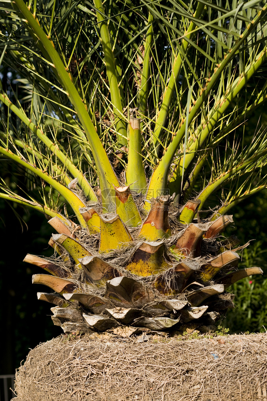 椰枣树干植物棕榈叶子木头热带树干黄色图片