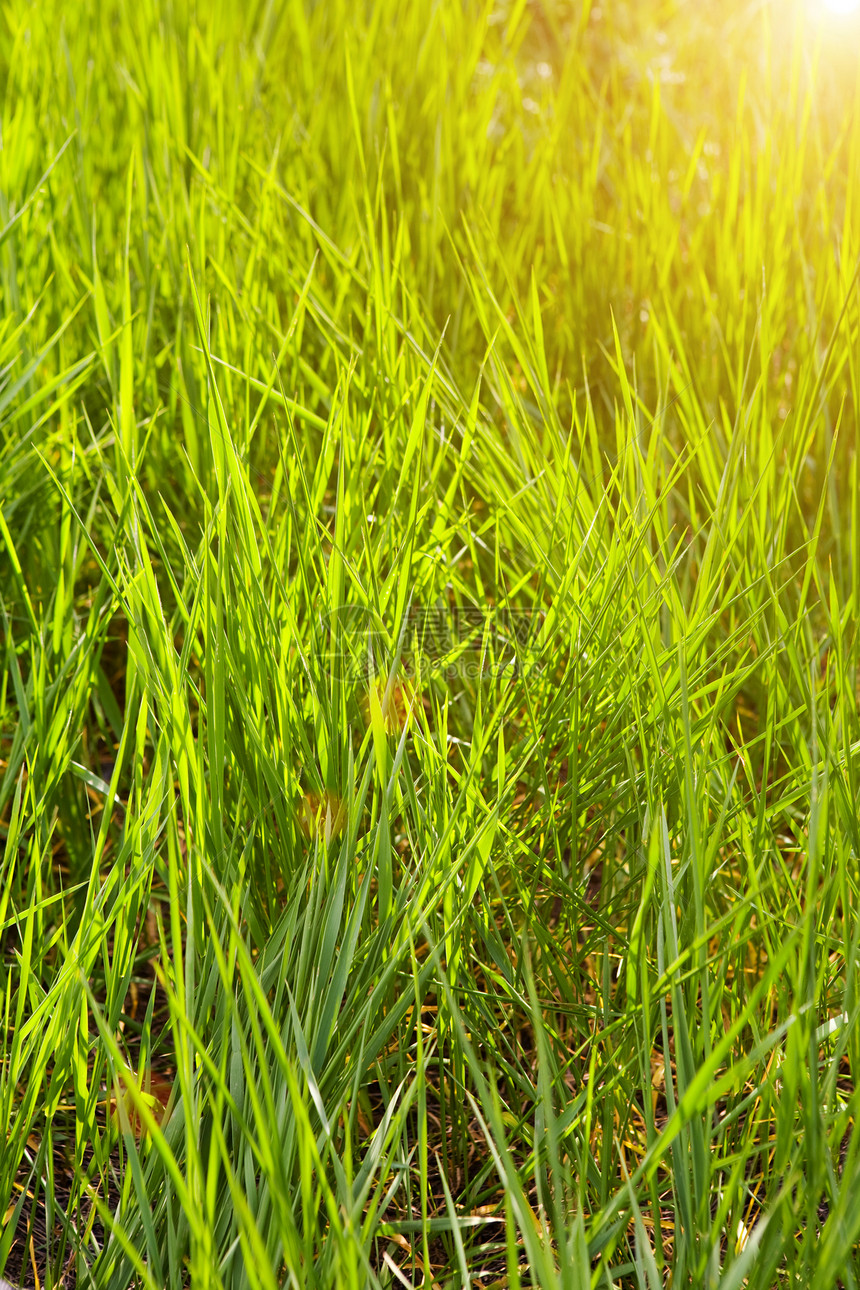 美丽的青草阳光生长农村环境生态植物公园季节场地太阳图片