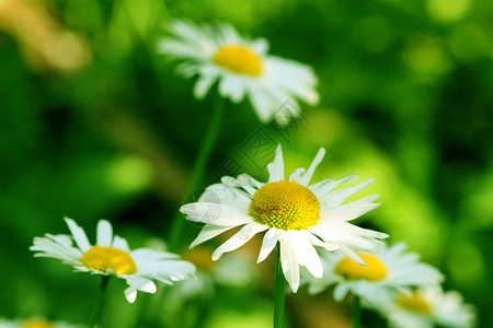 分子植物季节性场地草地季节花瓣花园粉色投标雏菊背景图片