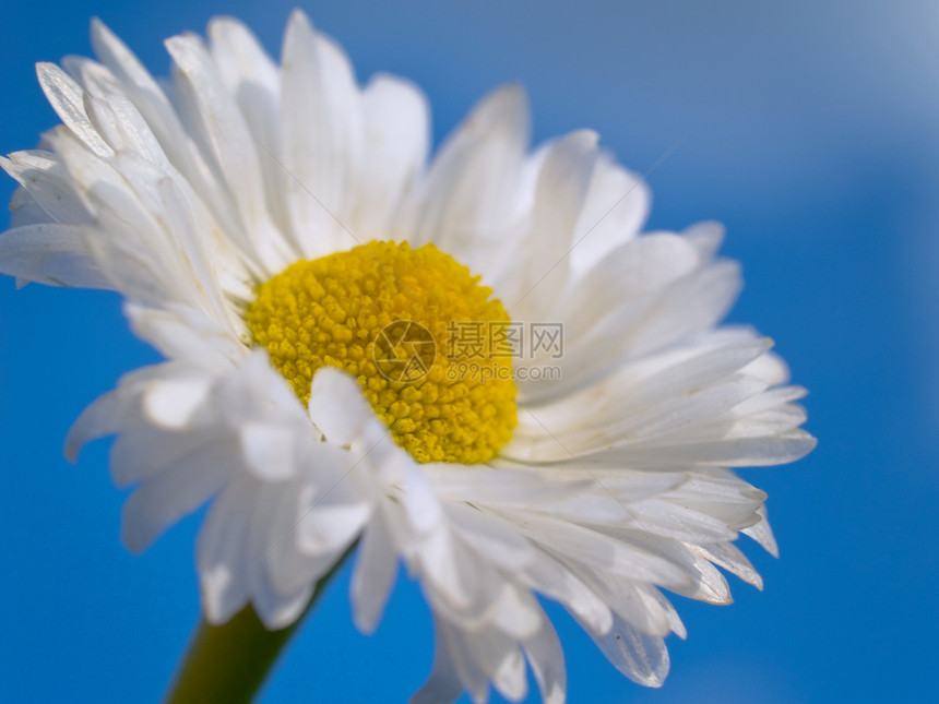 白花花天堂蓝色洋甘菊白色图片