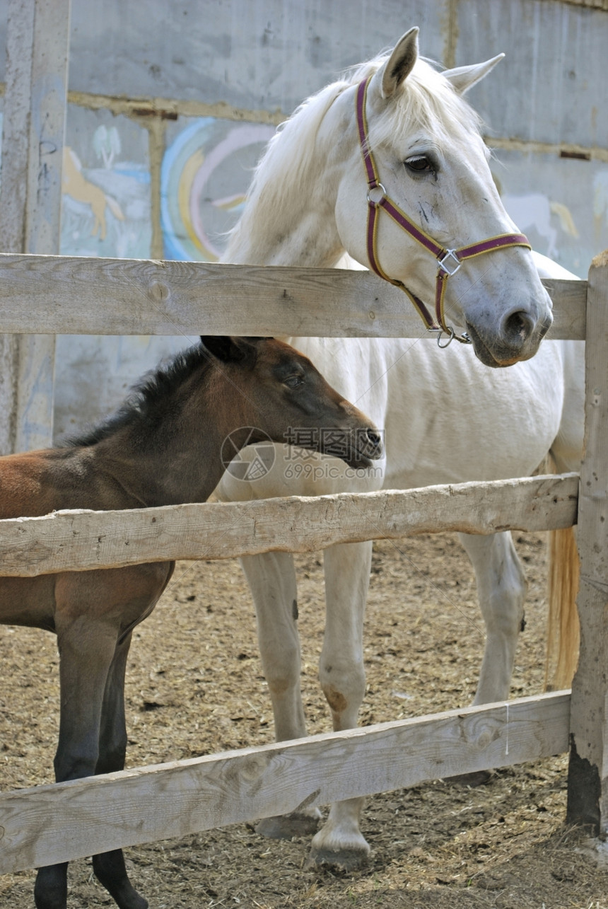 母马 有foal鬃毛灰色农场动物木头哺乳动物栏杆围捕蓝色村庄图片