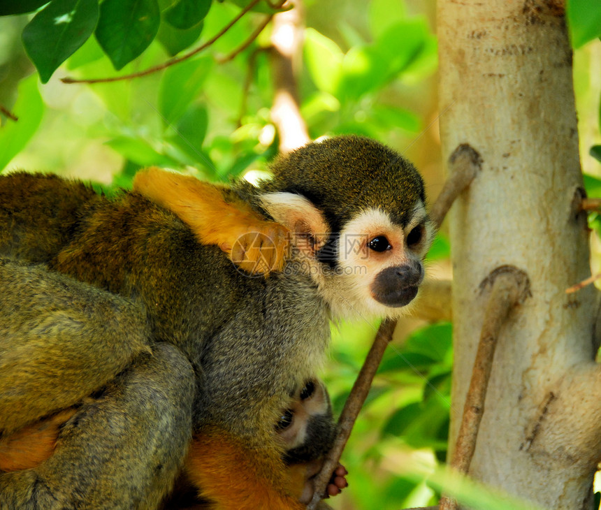 猴子食物野生动物黄色动物群灵长类松鼠树叶树梢毛皮公园图片