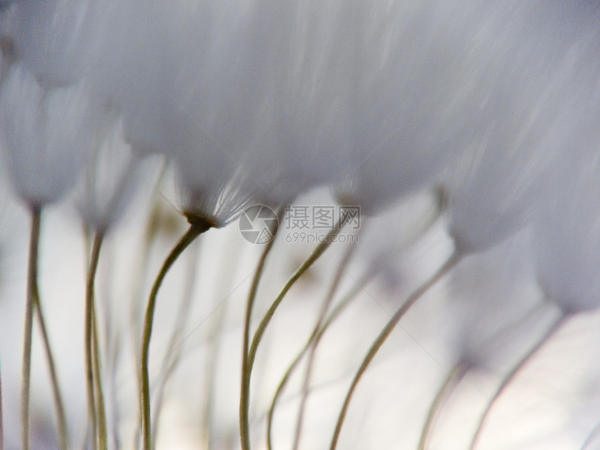 丹迪利翁的脉冲亮度植物种子疲倦空气杂草蓝色墙纸天空生长图片