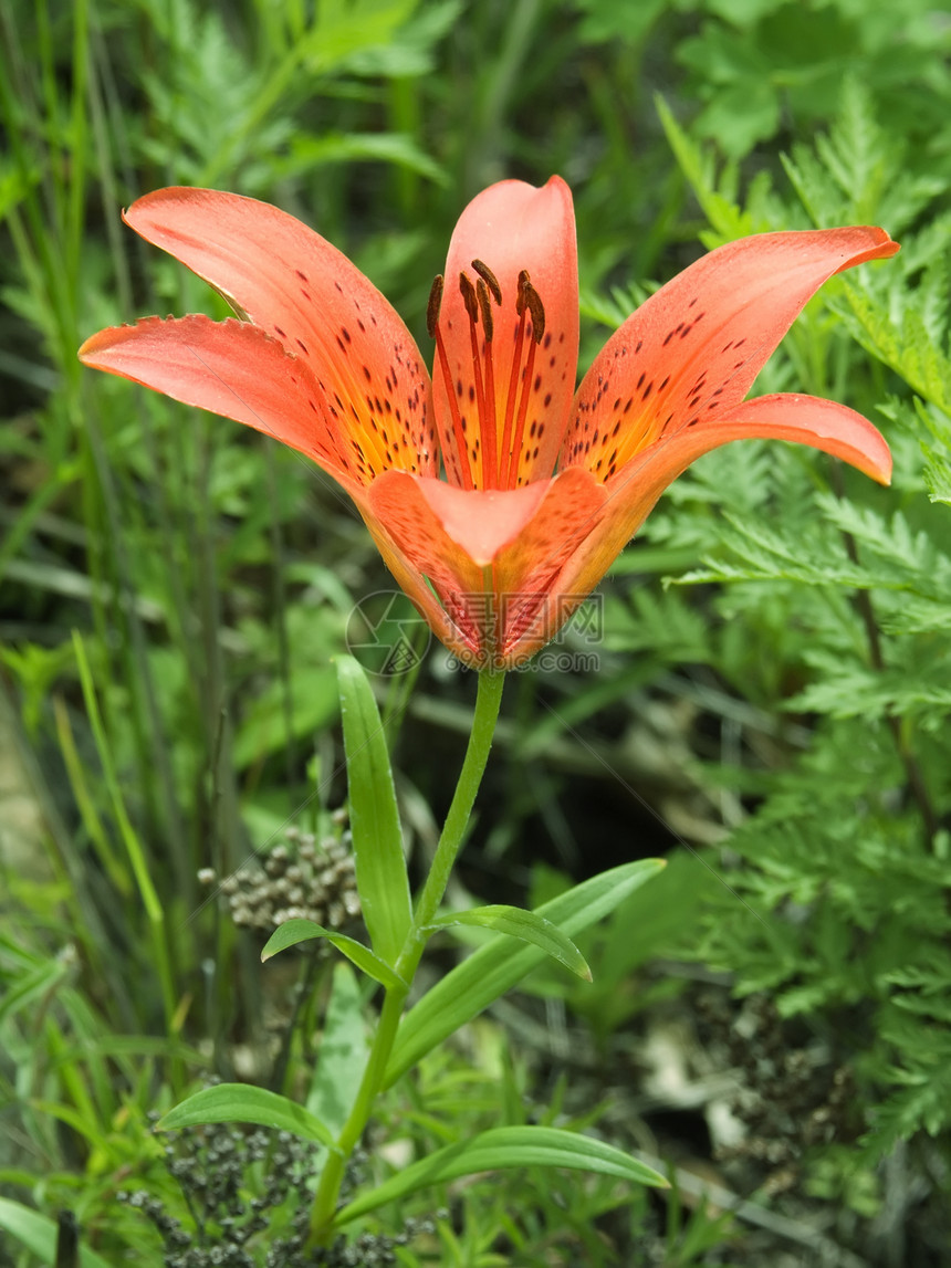 老虎李红色百合花园植物学草本生长叶子花瓣植物活力图片