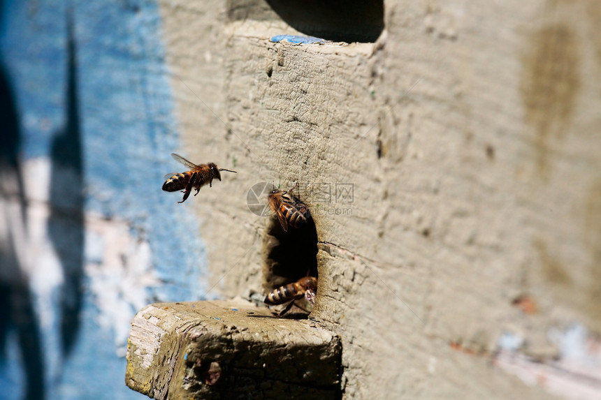 蜜蜂天线生育力翅膀农业花粉动物学团队茶点眼睛昆虫图片